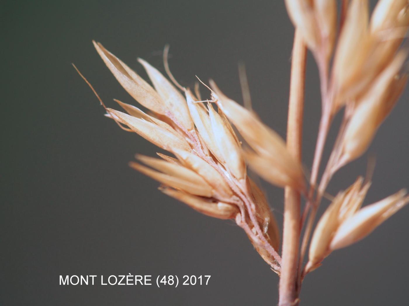 Hair-grass, Tufted fruit